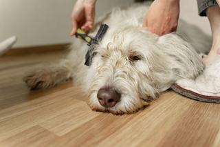 Chien qui perd ses poils : aspirateur balai ou traîneau ?