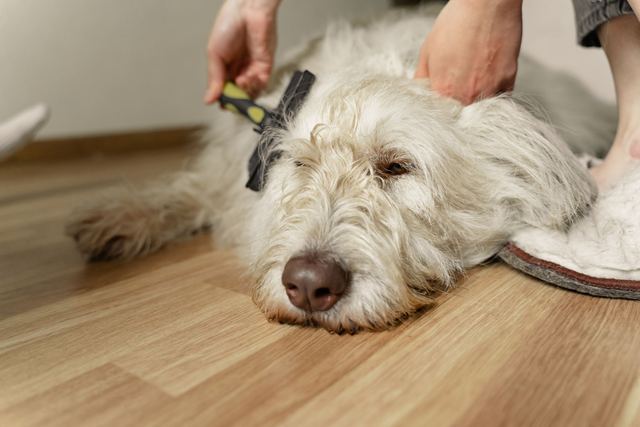 Poils de chien partout : balai sans fil ou traîneau, lequel choisir Poils de chien partout : balai sans fil ou traîneau, lequel choisir